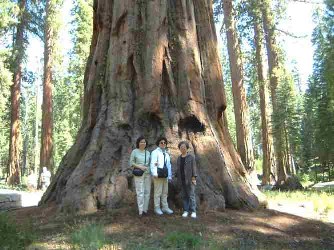 Mariposa Sequoia Grove