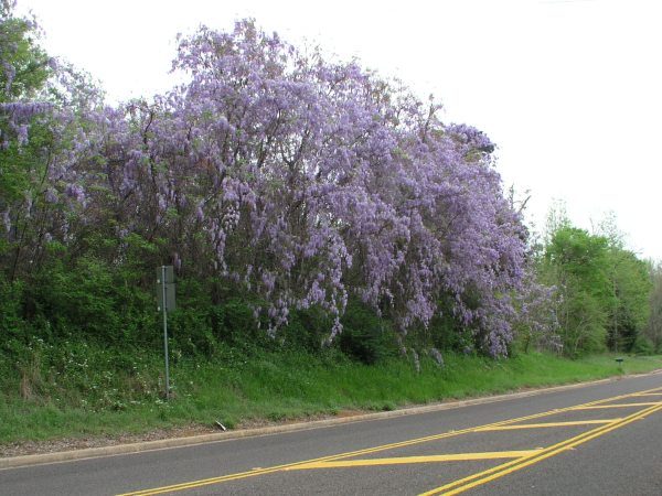 Wisteria along the road in Rusk