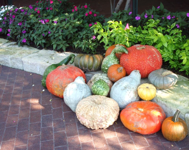 Ushering in Fall at the Dallas Arboretum