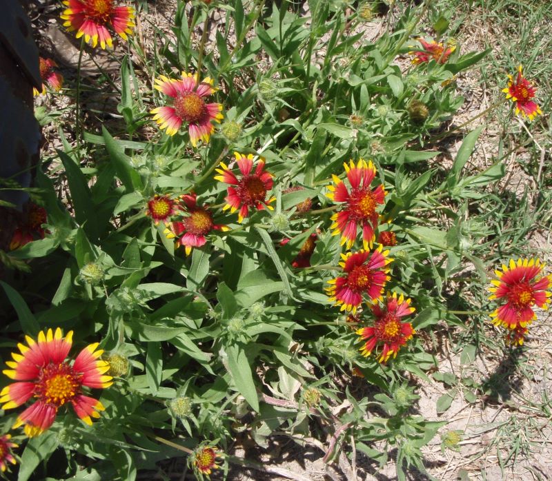Firewheels blooming in Breckenridge Park