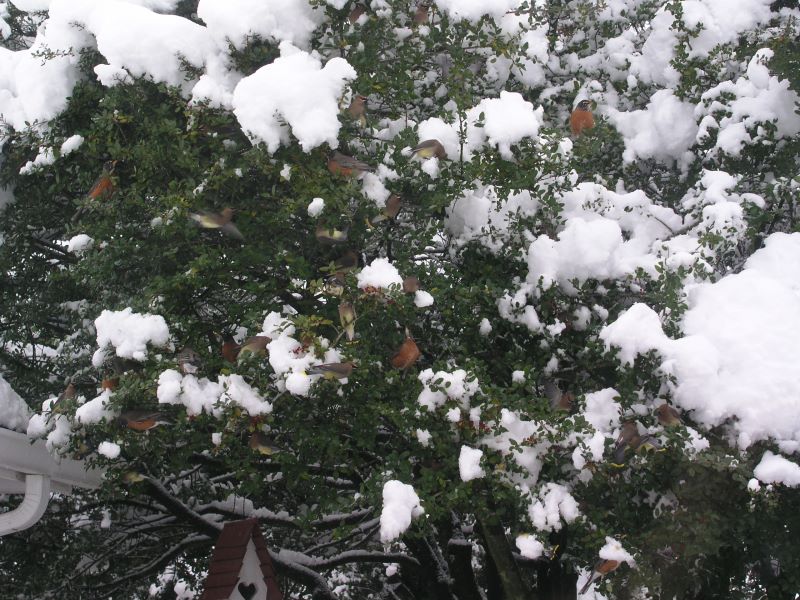Robins and Cedarwaxwings in the yaupon holly in our back yard