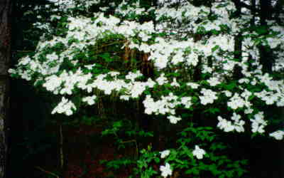 Dogwoods in bloom at Easter in East Texas