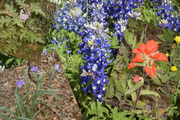 Wildflower Collage from Ray Roberts
