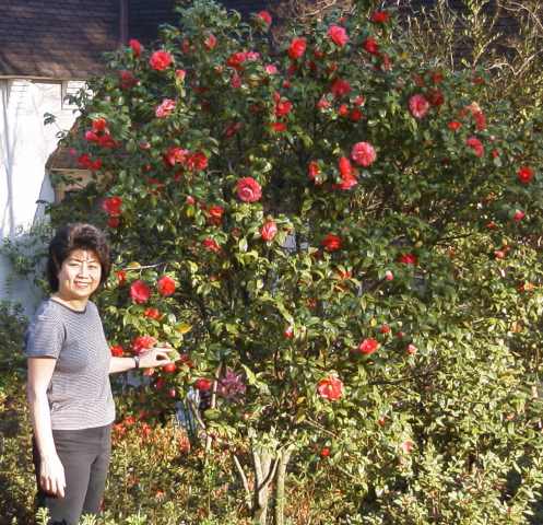 Angie finds "her" Camellia bush