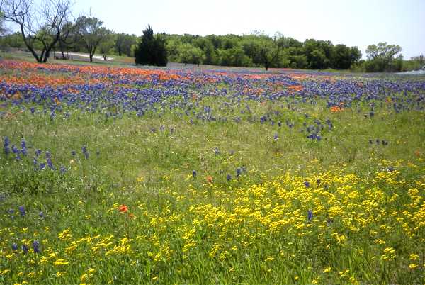 Ahhhh, Texas in the spring!