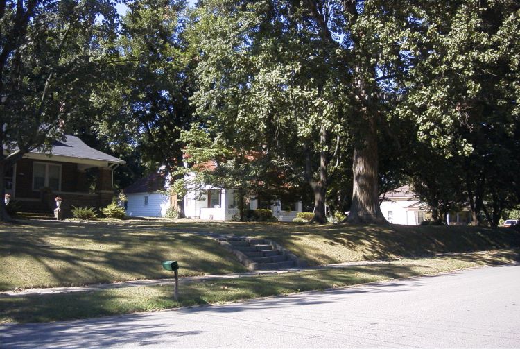 Front yard Tulip Poplar in August of 2002