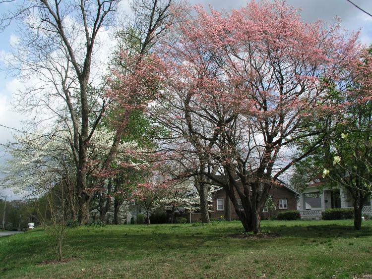 This pink dogwood was planted by my great aunt about 1945