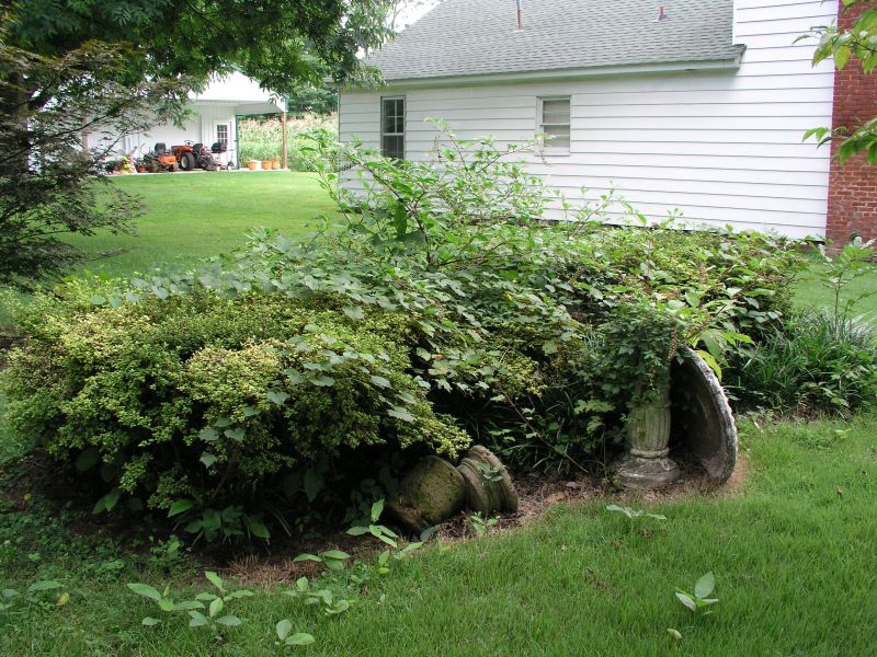 Polk Sallet, Virginia creeper, and a grape vine have overpowered the Azaleas!