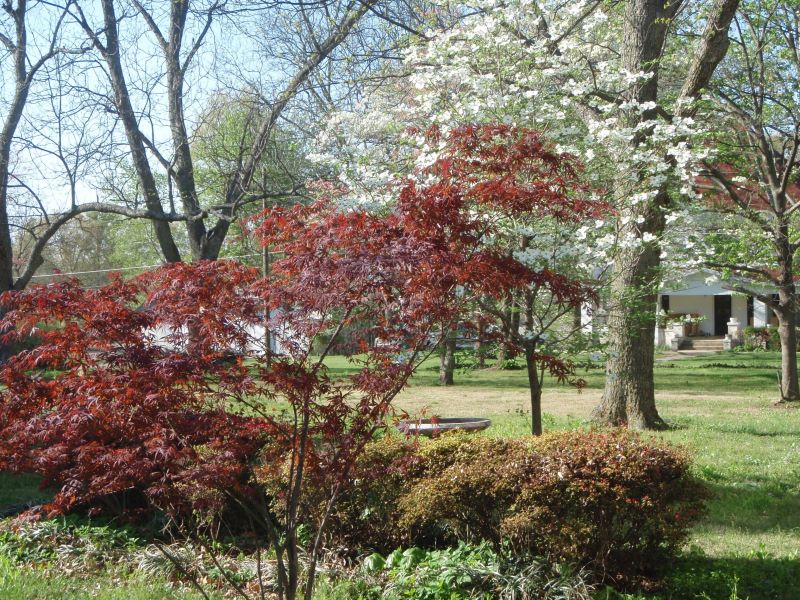 The Japanese Maple is looking good