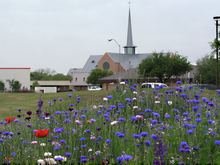 Wildflowers outside the civic center