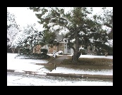 That poor old black pine is really loaded down with wet snow! Kept the ground clear, so must have been no wind.