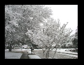 Trees across the Street