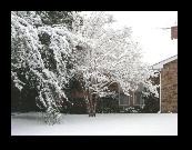 The neighbor's live oak is bent to the ground, and our crepe myrtles look like ice sculptures