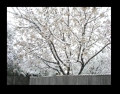 The neighbor's China Berry tree masquerades as a nicely decorated work of art.