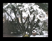 Looking out the back window to the yard