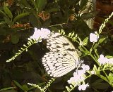 The butterfly gardens were profuse with exotic butterflies from all over the world.