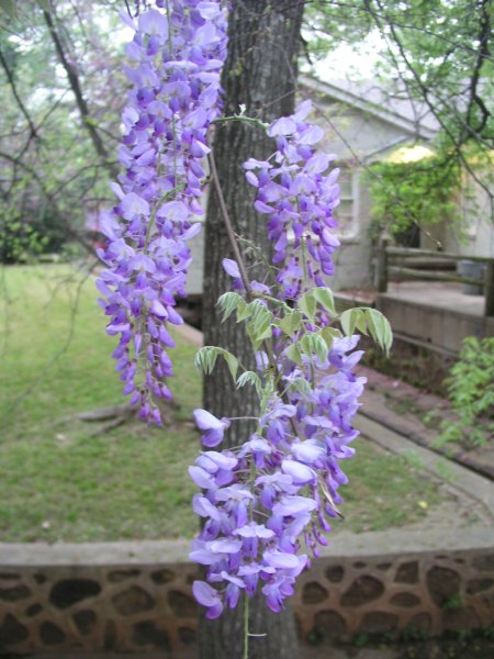 Wisteria