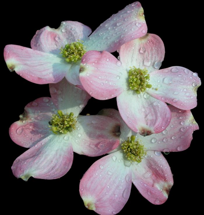 Pink dogwood
