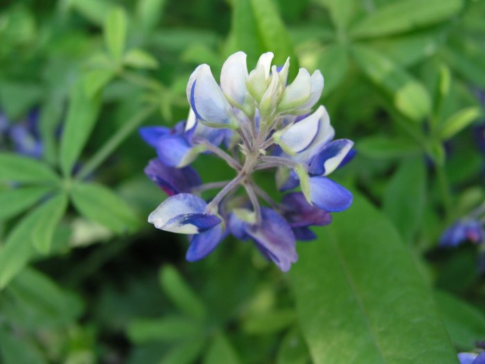 A new bluebonnet