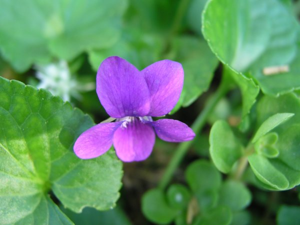 Violets