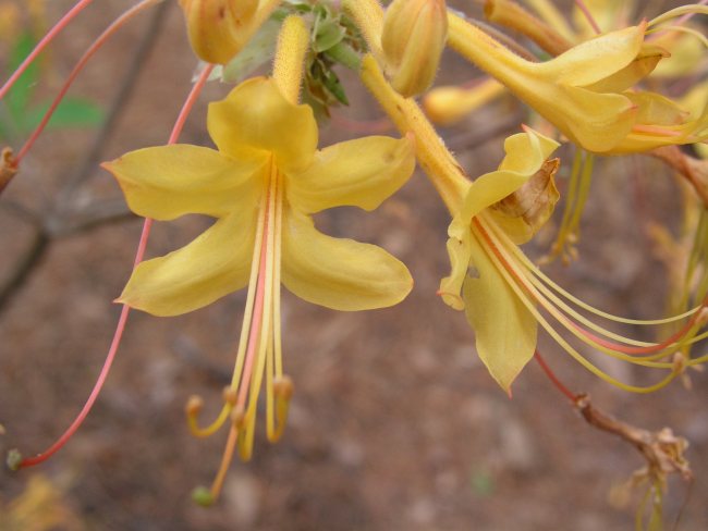 Yellow rhododendron?