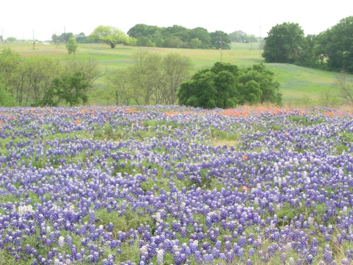 Bluebonnets and painbrush along Sugar Ridge Road