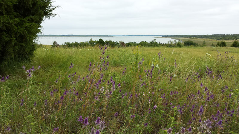 Thistle and "Snow on the Prairie" in the fields around Lake Lavon