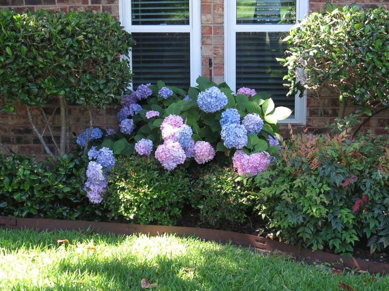 Angie's hydrangeas greeted us on our return home