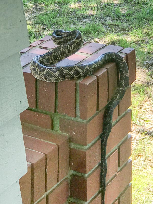 Even the Critters were happy to see us in Tennessee