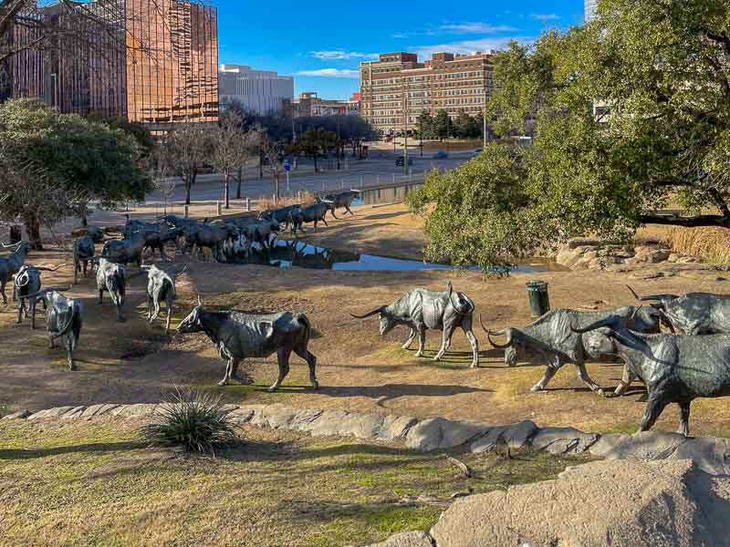 Longhorns on the trail through Dallas