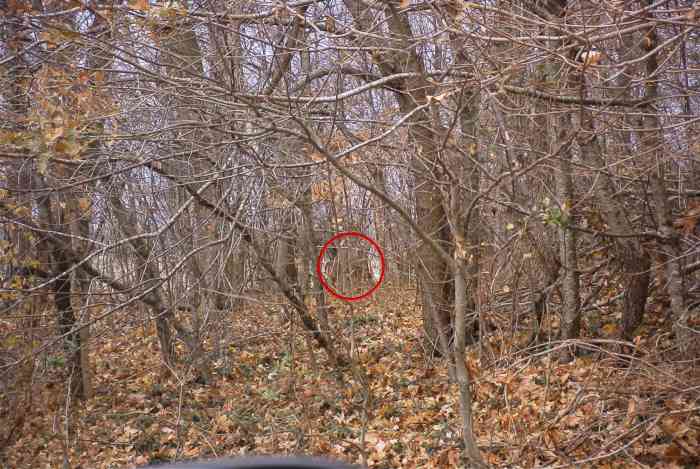 White tail deer in Bucksnort Cemetery