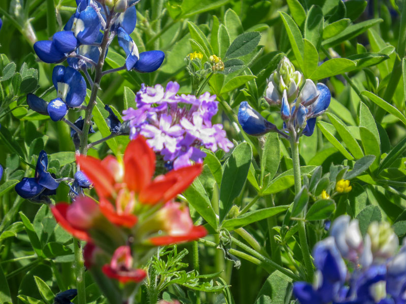 We made it to the Ennis Bluebonnet Trails festival this year!