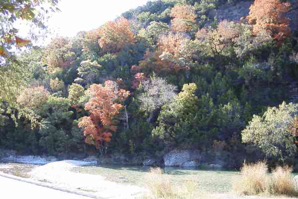 Trees on the Sabinal Canyon walls