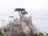 Cypress Point on 17 mile drive, Monterey, CA