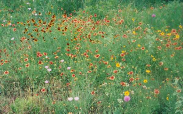 Hill Country Wildflowers