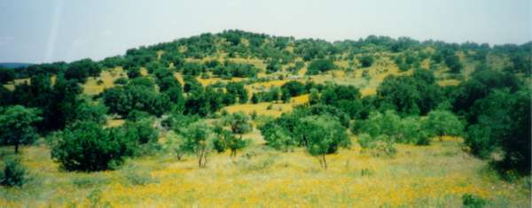 Hillside covered with Coreopsis near Enchanted Rock