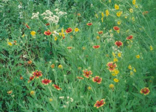 Roadside wildflowers, mostly Indian Blanket