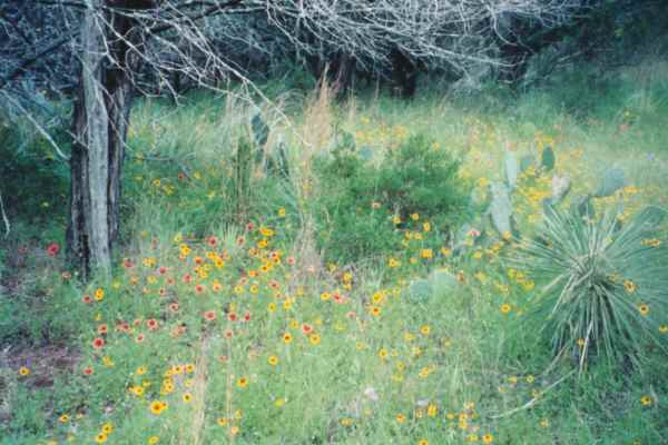 Wildflowers in the Woods