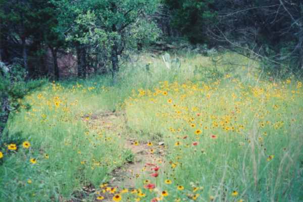 Inks lake trail