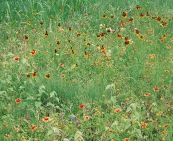 Roadside Wildflowers including some Mexican Hat
