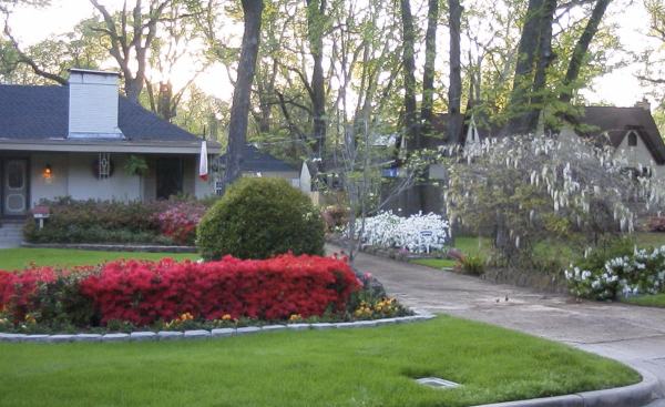 White wisteria