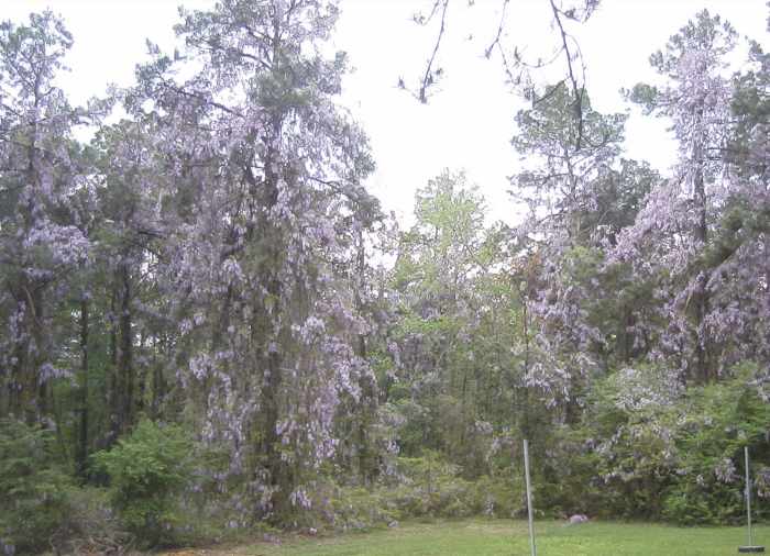 Daingerfield Park wisteria in the pine trees