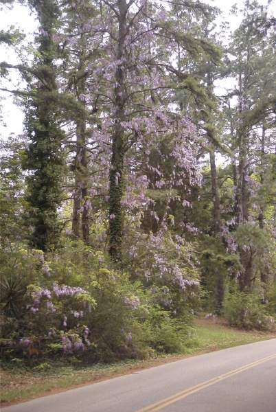 This wisteria is also climbing to new heights!
