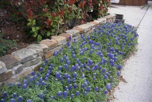 "My" bluebonnets at the rear of the house