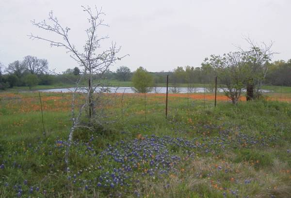 Bluebonnets, Paintbrush and a pond