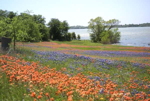 Color by the side of the lake