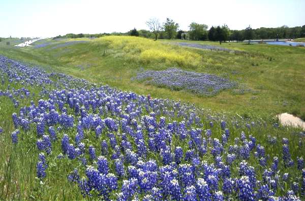 Roadside view of the New Ennis City Park