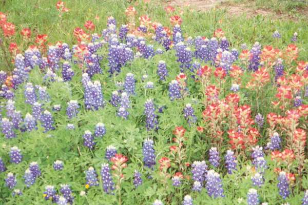Bluebonnets and Paintbrush near Bristol