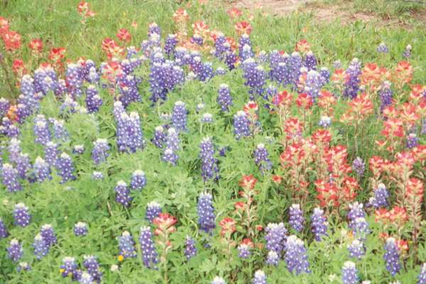 Bluebonnets and Paintbrush near Bristol