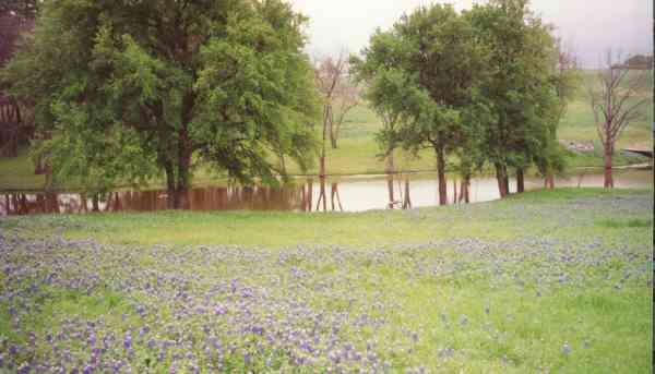 Bluebonnets along a lazy stream on Sugar Ridge Road near Bristol